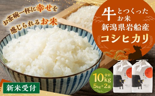 【新米受付・令和7年産米】牛とつくったお米 新潟県村上市岩船産 コシヒカリ 精米 10kg 1041005N 2270985 - 新潟県村上市