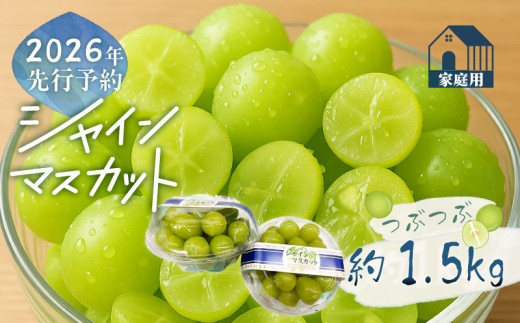 【2026年先行予約】ご家庭用つぶつぶ　シャインマスカット（約1.5kg）