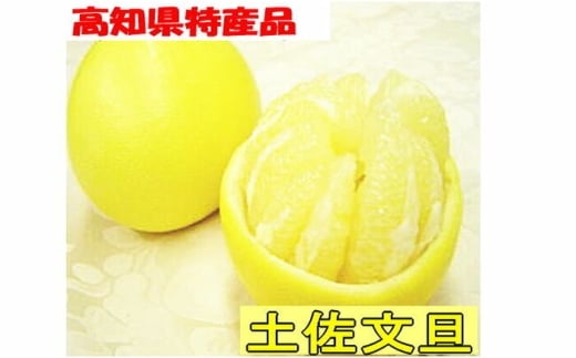 【先行予約】 高知県産 土佐文旦 秀品 約10kg ＜2026年3月上旬～発送＞ / 土佐 高知県 文旦 ぶんたん 柑橘類 みかん スイーツ 【SHOP　KEYYA】 [ATAO011]