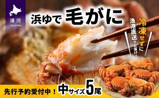 【先行受付開始！】漁協の浜ゆで毛がに 中サイズ５尾セット※日付指定対応不可※[02-628]