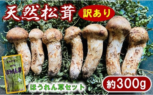 【期間限定】 岩手県産 松茸 天然 約300g 国産 松茸訳あり （つぼみ、開き、傷もの等）＆ほうれん草一束セット 【数量限定】 405381 - 岩手県普代村