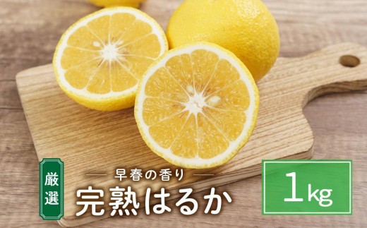 完熟はるか 1kg ドルチェみかん