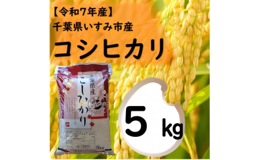 ＜令和7年産米＞　千葉県いすみ市産　コシヒカリ精米5kg【1546630】 1494994 - 千葉県いすみ市