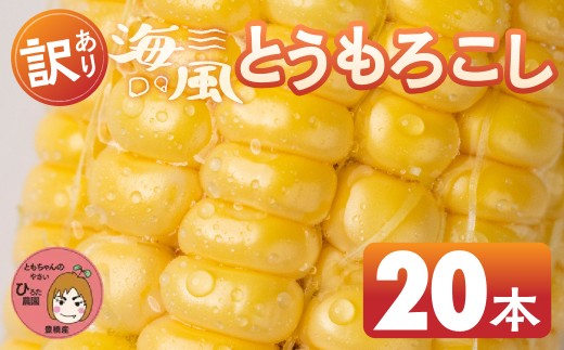≪先行予約≫ 令和8年産（2026年収穫）訳あり とうもろこし 20本 直売所で大人気 愛知県 豊橋市 夏野菜 野菜 ミネラルたっぷり 海風そだち 潮風 BBQ 家族で フードロス わけあり 規格外 大容量 豊橋 ともちゃんのやさい 2296728 - 愛知県豊橋市