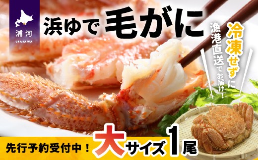 【先行受付開始！】漁協の浜ゆで毛がに 大サイズ1尾※日付指定対応不可※[02-346]