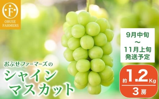 水不足の農家応援企画！シャインマスカット小房　約1.2㎏ 3房［おぶせファーマーズ］ 果物 フルーツ ぶどう 葡萄 数量限定 先行予約 長野 信州 令和7年産 【2025年9月中旬〜11月上旬発送】  [F-552]