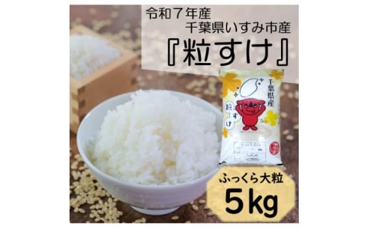 ＜令和7年産米＞　ふっくら大粒　千葉県いすみ市産粒すけ　精米5kg【1546628】 1494992 - 千葉県いすみ市