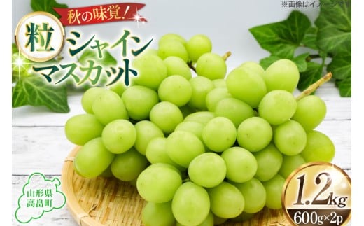 【期間限定発送】 シャインマスカット 約600g 2パック 約1.2kg [本田農園 山形県 高畠町 tk06ays820001] ぶどう ブドウ 葡萄 マスカット 大粒 粒 つぶ ツブ 種なし 果物 くだもの フルーツ 1395452 - 山形県高畠町
