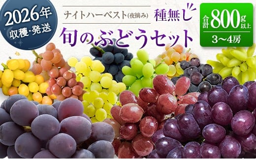 ［ご自宅・ご家庭用］ブドウ 2026年収穫・発送 ナイトハーベスト(夜摘み)『旬の種無しぶどうセット』 合計800g以上 3～4房 希少 人気 ブドウ フルーツ 果物【B668-26】