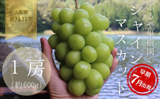 【令和8年発送・先行予約】ハウス栽培　南アルプス市産シャインマスカット(1房・600ｇ以上)真心で育てる大地の宝石！【早期出荷】 ALPDX008