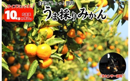 みかん うま採り 箱込約 10kg（内容量9.2kg） 光センサー選別 みかんの会厳選 サイズミックス 和歌山県産 産地直送 【みかんの会】［2025年11月中旬より2026年1月中旬頃順次出荷予定］