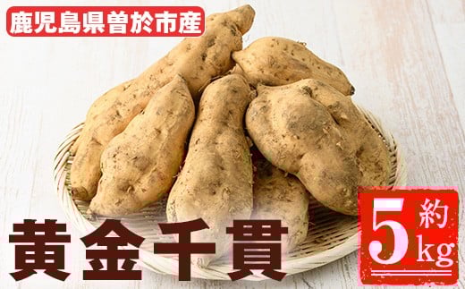 ＜期間限定＞鹿児島県曽於市産！新物 黄金千貫(5kg) 【瀬崎農園】 A940