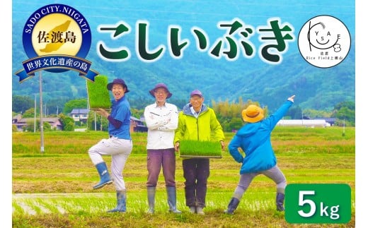 佐渡Rice Field上横山の風【こしいぶき】令和7年度産　5kg 2289514 - 新潟県佐渡市