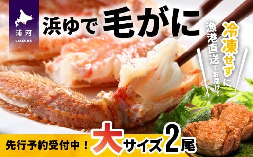 【先行受付開始！】漁協の浜ゆで毛がに 大サイズ２尾セット※日付指定対応不可※[02-776]
