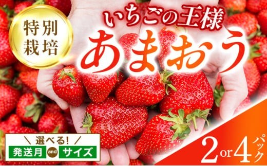 [選べる]福岡県産 特別栽培 あまおう サイズいろいろMIX またはL~2Lサイズ(少し小ぶりサイズ)約1140g(約285g×4パック)or 約570g(約285g×2パック)[1〜4月発送] |農園直送 アフター保証 先行予約 福岡産 送料無料 ケーキ ギフト お祝い 限定 季節限定 UN001/002/003/004/005/006/007