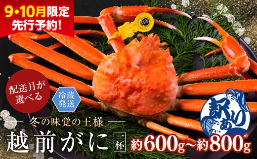 【2025年2月発送・月指定可】【先行予約 9月10月限定】越前がに（オス）「ずわいがに」中サイズ（600g-800g） 訳あり 1杯 2246617 - 福井県越前市