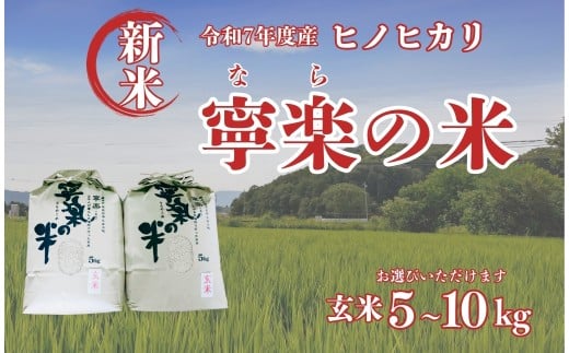 令和7年度産 新米 ヒノヒカリ 玄米 寧楽の米 数量限定 10kg･5kg[数量選択可能]ひのひかり 精米 白米 ご飯 ごはん 米 お米 農家 直送 奈良県 奈良市 なら
