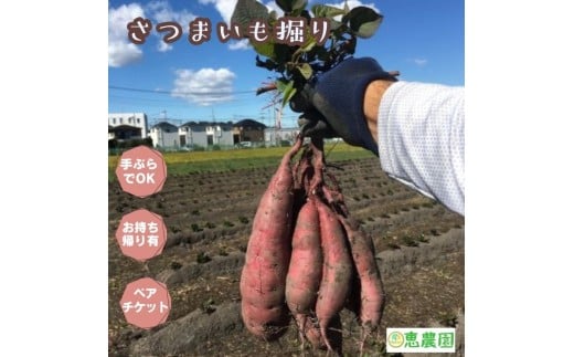 恵農園の さつまいも掘り ペアチケット 計8株分の収穫体験とお持ち帰り 芋掘り 紅はるか べにはるか 収穫体験  手ぶらでさつまいも掘り