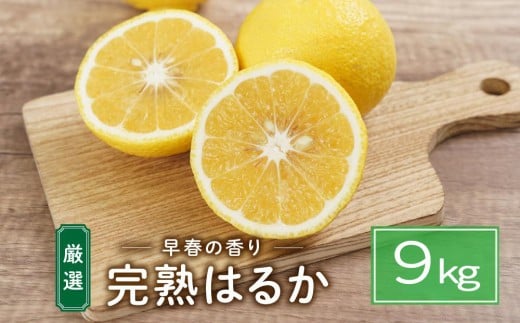 完熟はるか 9kg ドルチェみかん