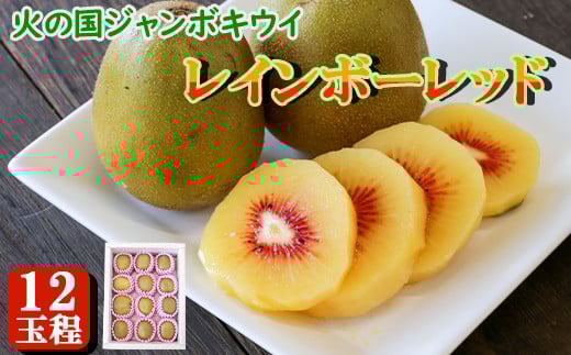 火の国ジャンボキウイ《レインボーレッド》 12玉【大玉・完熟】 上品な甘さと濃厚な味わい 433552 - 熊本県南関町