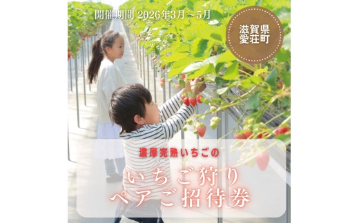 いちご狩り　ペアご招待券　期間2026年３月末頃～2026年５月末日頃（いちご狩りシーズン期間内） BJ04 1602336 - 滋賀県愛荘町