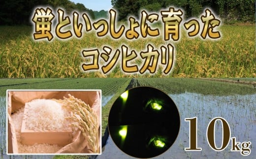 ＜R7年先行予約＞コシヒカリ 10kg　蛍と一緒に育てたコシヒカリ 米どころ三重県産うつべ農園米【令和７年１１月発送】 2267111 - 三重県四日市市