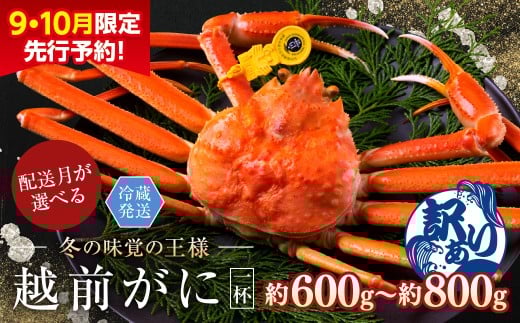 【2025年1月発送・月指定可】【先行予約 9月10月限定】越前がに（オス）「ずわいがに」中サイズ（600g-800g） 訳あり 1杯 230672 - 福井県越前市