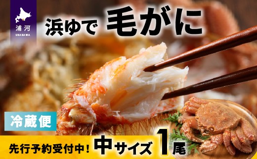 北海道浦河沖で水揚げした「毛がに」は身入りもよく味も抜群です！