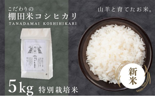 [003-a001-A] 順次発送 令和7年産 新米 ★ 福井県産 特別栽培米 『コシヒカリ』5kg (単一原料米) [数量限定][山羊と育てた 福井のおいしいお米 お米 米 コメ 白米 精米 棚田米 ごはん ご飯 国産 北陸産 ブランド米 5kg 5キロ]