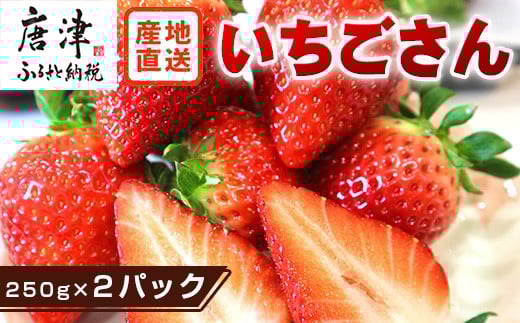 産地直送！オリジナルブランド「いちごさん」果汁が多く濃厚な甘味 ご贈答にも