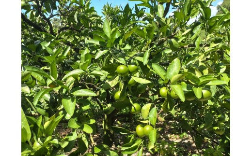 外皮の緑色が特徴で、日数の経過と共に黄色くなってきます。