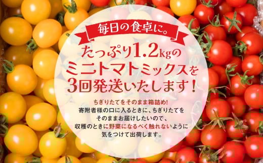 たっぷり1.2kgのミニトマトミックスを3回発送いたします！