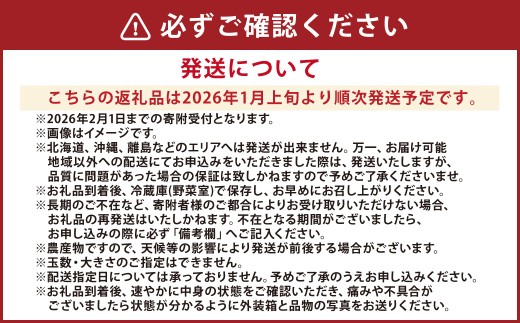 熊本県産 いちご （恋みのり）4パック 約1000g