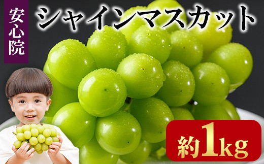 シャインマスカット(約1kg)フルーツ 果物 葡萄 ぶどう 安心院 人気 ランキング＜先行予約受付中！2025年8月下旬より順次発送予定＞＜北海道 沖縄 離島配送不可＞【106300101】【大分県農業協同組合　北部エリア】