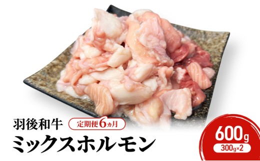 《 定期便 6ヵ月 》 秋田県 羽後町産 羽後和牛 ミックスホルモン 600g （300g×2）【 焼肉 ホルモン BBQ バーベキュー キャンプ 】 2266659 - 秋田県羽後町