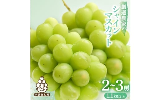 ＜2026年発送 先行受付＞シャインマスカット 2~3房 1.1kg以上 山梨産_ 葡萄 山梨県 山梨市 フルーツ 果物 ぶどう マスカット シャインマスカット 山梨産 人気 おすすめ 送料無料 【1274436】 337712 - 山梨県山梨市