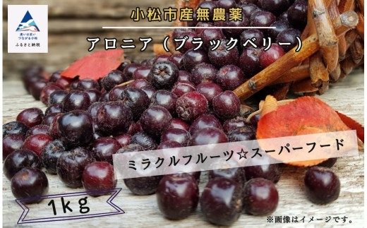 アロニア(ブラックベリー)1kg ベリー 冷凍便 果物 果実 [JA小松市]石川県 小松市