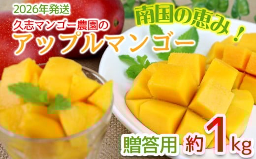 【2026年発送】南国の恵み！久志マンゴー農園のアップルマンゴー贈答用（約1kg） アーウィン 果物 甘い 夏 濃厚 ギフト Mango ランキング 完熟 お気に入り 美味しい 人気 おすすめ フルーツ 沖縄県 先行予約 食品 デザート 産地直送 送料無料 1163764 - 沖縄県宜野座村