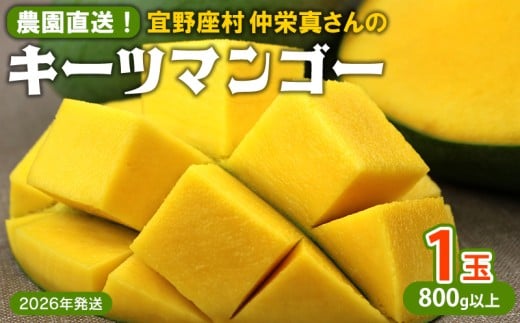 【2026年発送】農園直送！宜野座村　仲栄真さんのキーツマンゴー1玉（800g以上） フルーツ 甘い 美味しい 特徴 香り お取り寄せ Mango ランキング 大きい 希少 贈り物 ビタミン おすすめ 贅沢 栄養価 国産 沖縄県 人気 産地直送 送料無料 1637696 - 沖縄県宜野座村