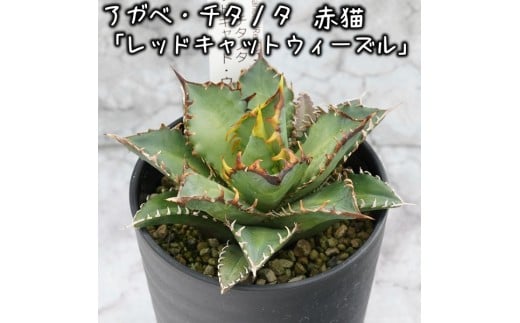 アガベ・チタノタ 「レッドキャット・ウィーズル」 3.5号鉢 四国ガーデン 人気 多肉植物 インテリア 観葉植物 グリーン リラックス | B448