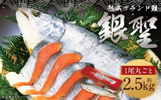 【熟成】 ブランド鮭 「銀聖」 1尾(姿)