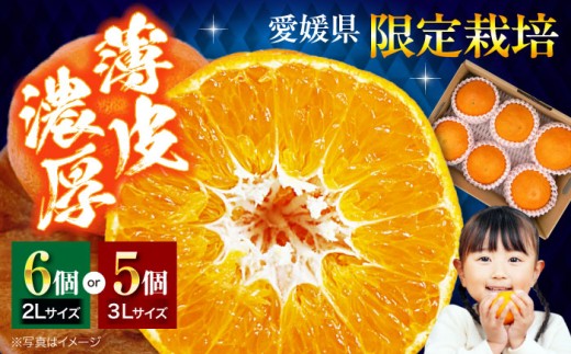 [先行予約][2026年2月上旬から順次発送]愛媛オリジナル柑橘!「甘平」5から6個 愛媛県大洲市/株式会社フジ・アグリフーズ[AGBA005] 先行予約 みかん ミカン 蜜柑 かんぺい 甘平 果物 くだもの フルーツ 愛媛県産 大洲市産 産地直送 おすすめ 人気 お取り寄せ 送料無料 贈答 ギフト