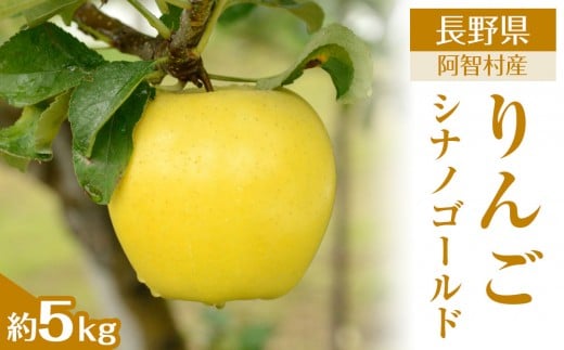 【令和7年11月上旬～順次発送】南信州阿智村　りんご（シナノゴールド）約5kg｜  果物 フルーツ 林檎 リンゴ 信州 長野