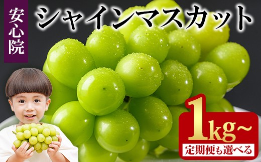 シャインマスカット(1kg/2kg×1回・3回)フルーツ 果物 葡萄 ぶどう 安心院 人気 ランキング 定期便 ＜選べる容量・配送回数＞＜先行予約受付中！2025年8月下旬より順次発送予定＞＜北海道 沖縄 離島配送不可＞【106300101・106300501・206300100・206300300】【大分県農業協同組合 北部エリア】