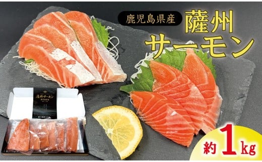 薩州サーモン 1kg 鹿児島 国産 養殖 サーモン  BS-247