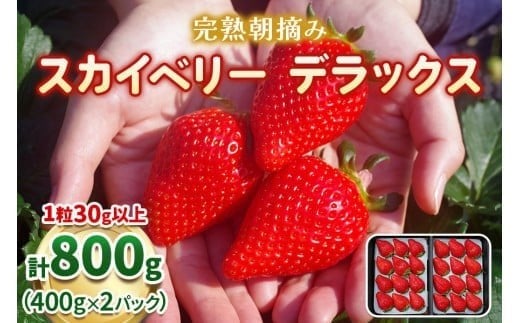 [先行予約]完熟朝摘みスカイベリー デラックス 800g 澳原いちご農園 | イチゴ 苺 果物 果実 スイーツ 産地直送