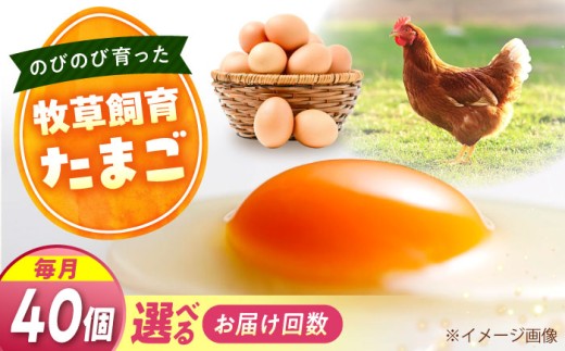 天心山　たまご40個　【回数が選べる定期便】卵 たまご 高級 食品 たまごかけご飯 卵かけご飯 卵焼き 生卵 濃厚 ケーキ お菓子 づくり ランキング 上位 人気 おすすめ 定期便　広島県福山市/天心山ファーム [BABW030]