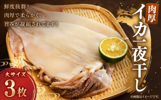 [肉厚]イカ一夜干し 大 3枚