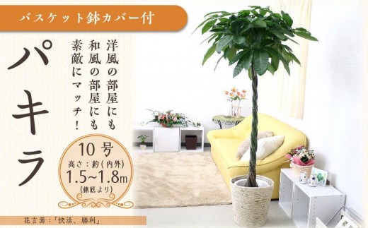 パキラ 10号 ホワイトバスケット鉢カバー 土の表面:ウッドチップ【観葉植物 植物 パキラ 10号 バスケット 鉢付 インテリア 部屋 室内 オフィス 癒し エコ グリーン マイナスイオン リラックス オシャレ おしゃれ ギフト プレゼント 贈り物 人気 おすすめ  福岡県筑前町 送料無料 AG046】 1595560 - 福岡県筑前町