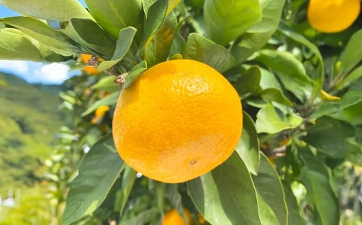 みかん 約10kg 【2025年11月上旬～2026年1月上旬迄発送予定】 蜜柑 ミカン 果物 くだもの 果実 フルーツ フレッシュ 柑橘類 国産 常温